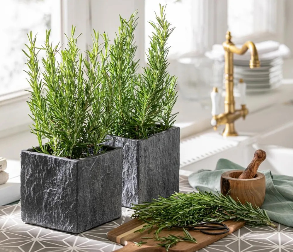 Dehner Gourmet Garten Garten- & Heilkräuter|Gourmet-Kräuter > Rosmarin