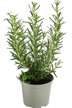 Dehner Gourmet Garten Garten- & Heilkräuter|Gourmet-Kräuter > Rosmarin