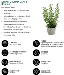 Dehner Gourmet Garten Garten- & Heilkräuter|Gourmet-Kräuter > Rosmarin