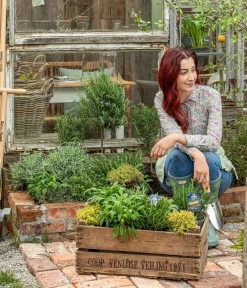 Dehner Gourmet Garten Rosmarin, Stamm Grün Discount