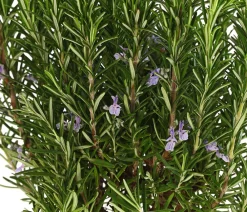 Dehner Gourmet Garten Rosmarin, Stamm Grün Discount