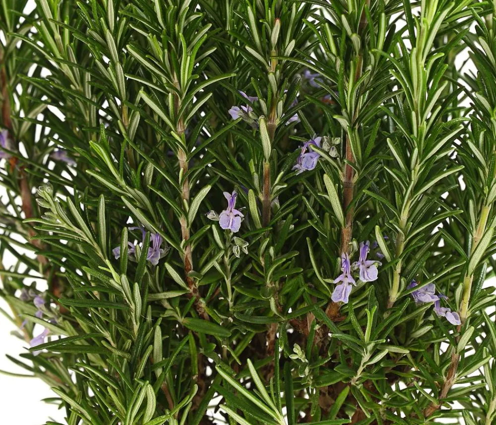 Dehner Gourmet Garten Rosmarin, Stamm Grün Discount