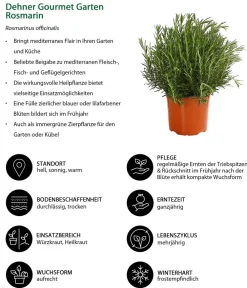 Dehner Gourmet Garten Rosmarin Grün Online