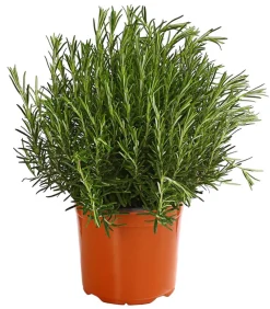 Dehner Gourmet Garten Rosmarin Grün Online