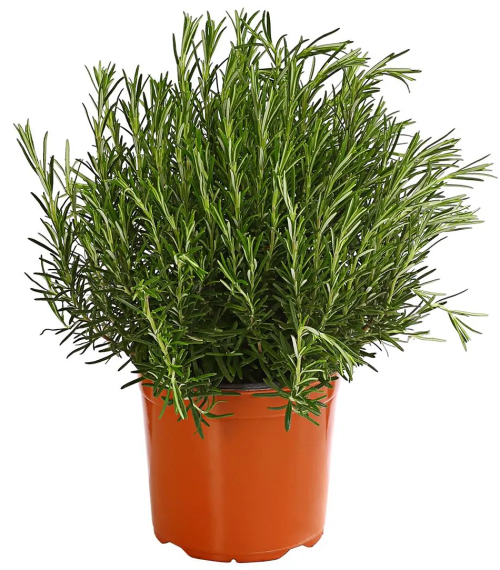 Dehner Gourmet Garten Rosmarin Grün Online