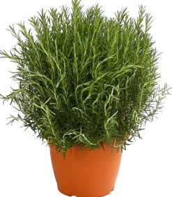 Dehner Gourmet Garten Rosmarin Grün New