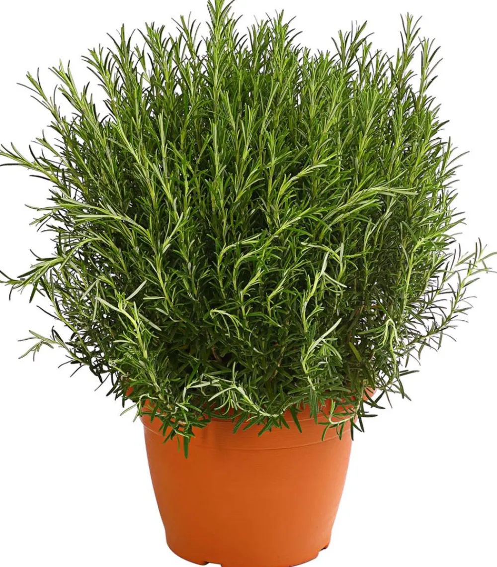 Dehner Gourmet Garten Rosmarin Grün New