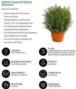 Dehner Gourmet Garten Rosmarin Grün New