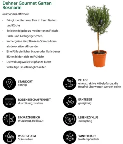 Dehner Gourmet Garten Garten- & Heilkräuter|Gourmet-Kräuter - Rosmarin, Stamm Grün