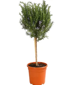 Dehner Gourmet Garten Garten- & Heilkräuter|Gourmet-Kräuter - Rosmarin, Stamm Grün