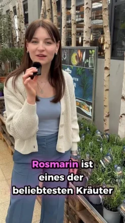 Dehner Gourmet Garten Garten- & Heilkräuter|Gourmet-Kräuter - Rosmarin Grün