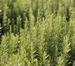 Dehner Gourmet Garten Garten- & Heilkräuter|Gourmet-Kräuter - Rosmarin Grün