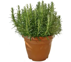 Dehner Gourmet Garten Garten- & Heilkräuter|Gourmet-Kräuter - Rosmarin Grün