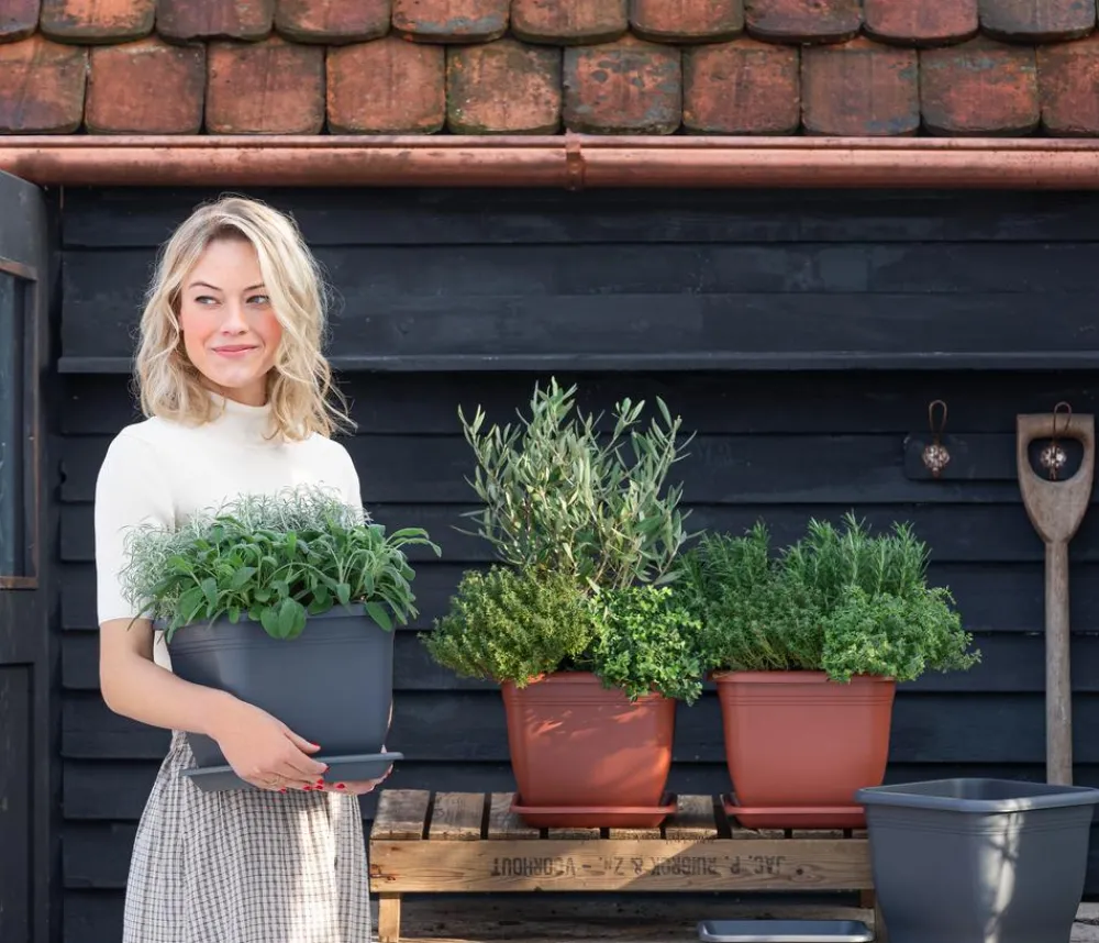 Dehner Gourmet Garten Salbei Grün Online