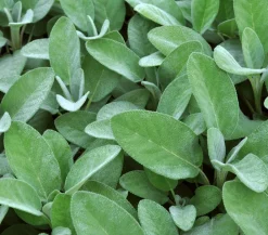 Dehner Gourmet Garten Salbei Grün Online