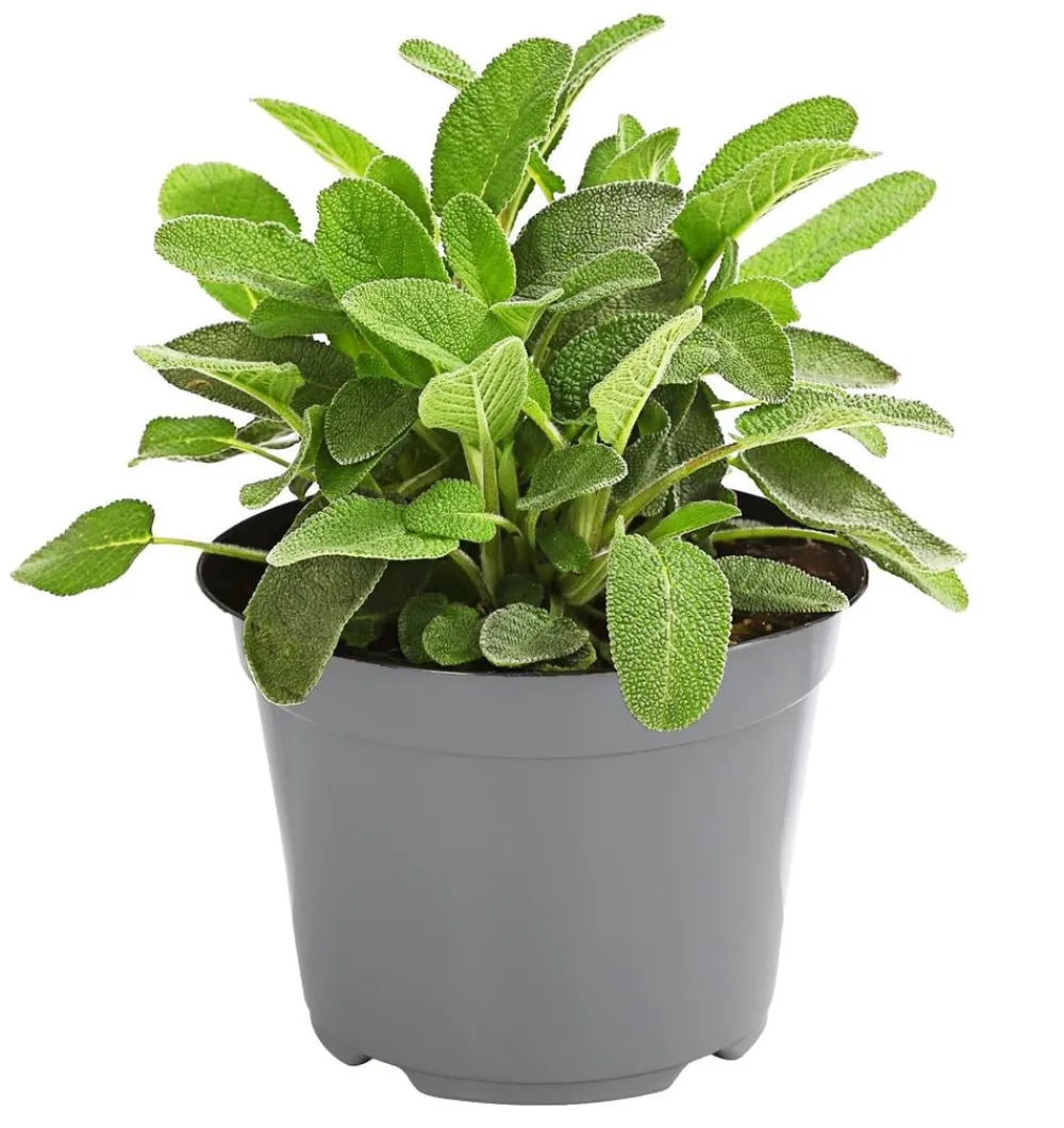Dehner Gourmet Garten Salbei Grün Online