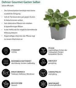 Dehner Gourmet Garten Garten- & Heilkräuter|Gourmet-Kräuter - Salbei Grün