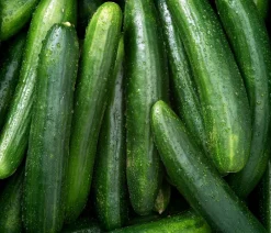 Dehner Gourmet Garten Zucchini- & Gurkenpflanzen - Schlangengurke, veredelt Grün