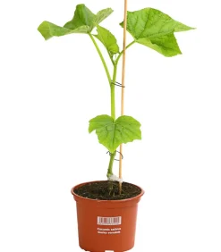 Dehner Gourmet Garten Zucchini- & Gurkenpflanzen - Schlangengurke, veredelt Grün