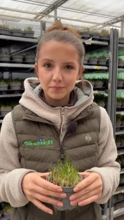 Dehner Gourmet Garten Schnittknoblauch Grün Outlet