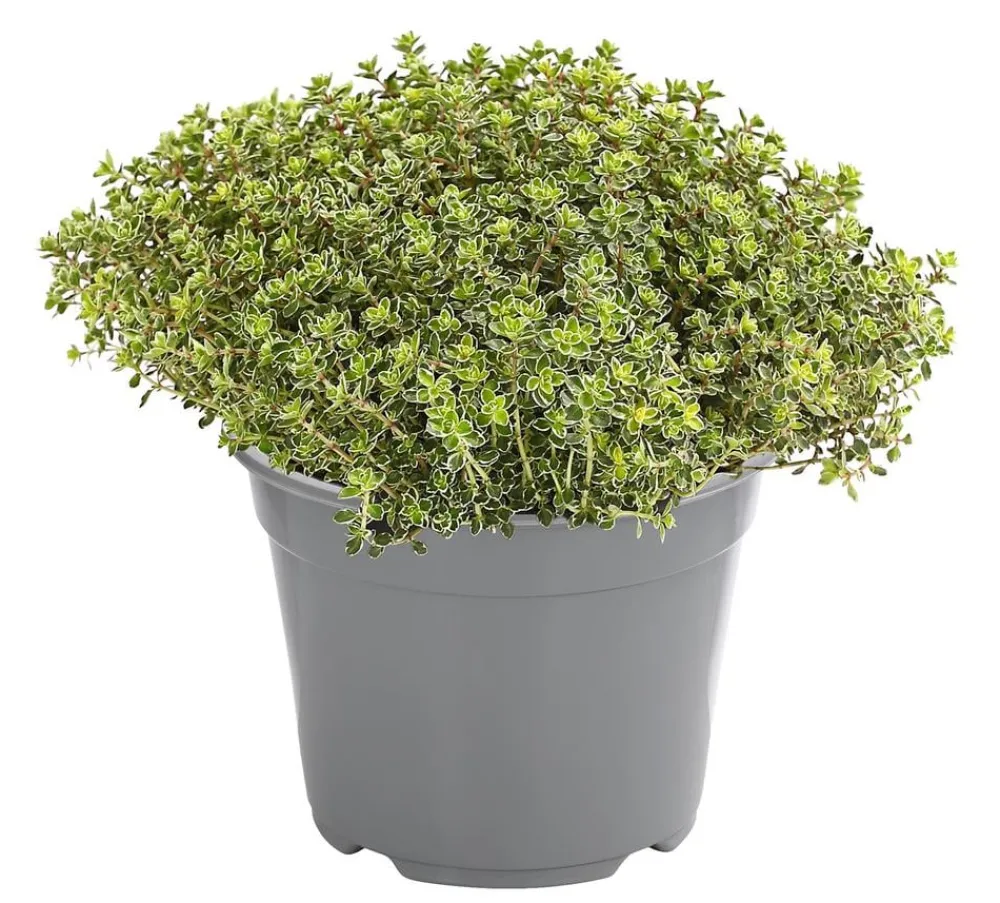 Dehner Gourmet Garten Garten- & Heilkräuter|Gourmet-Kräuter > thymian