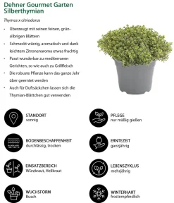 Dehner Gourmet Garten Garten- & Heilkräuter|Gourmet-Kräuter > thymian