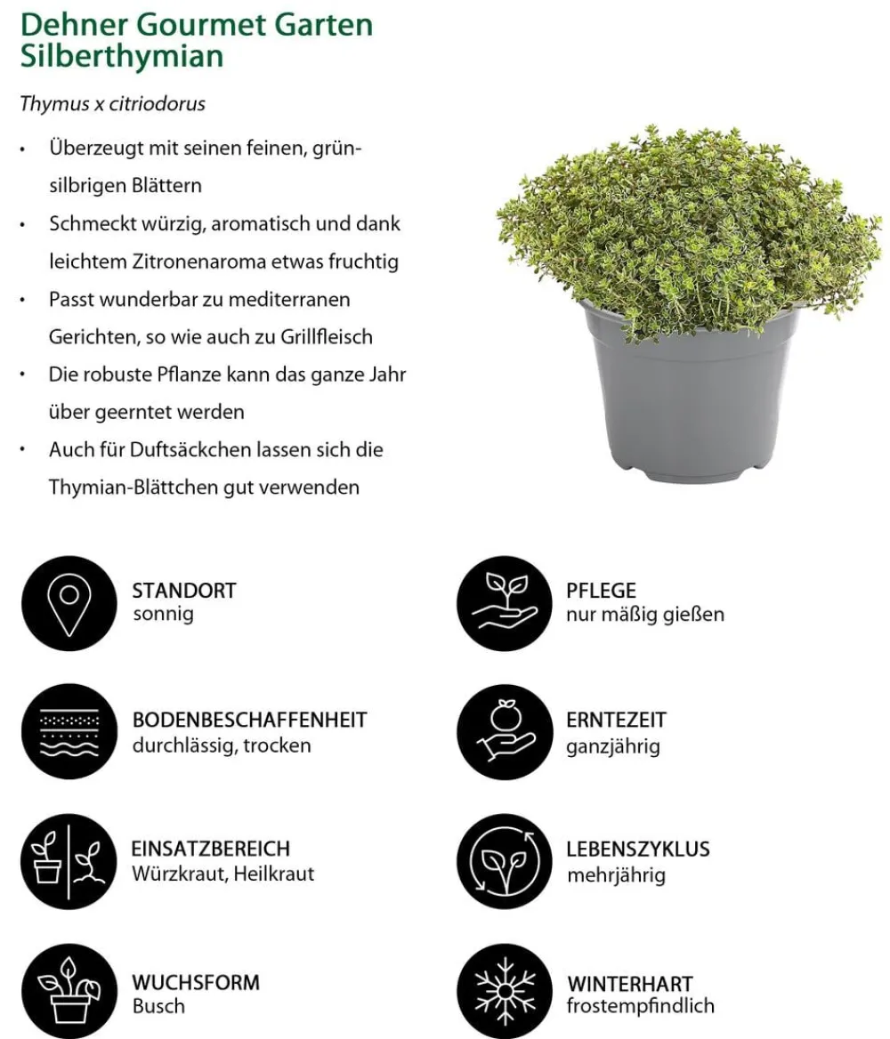 Dehner Gourmet Garten Garten- & Heilkräuter|Gourmet-Kräuter > thymian