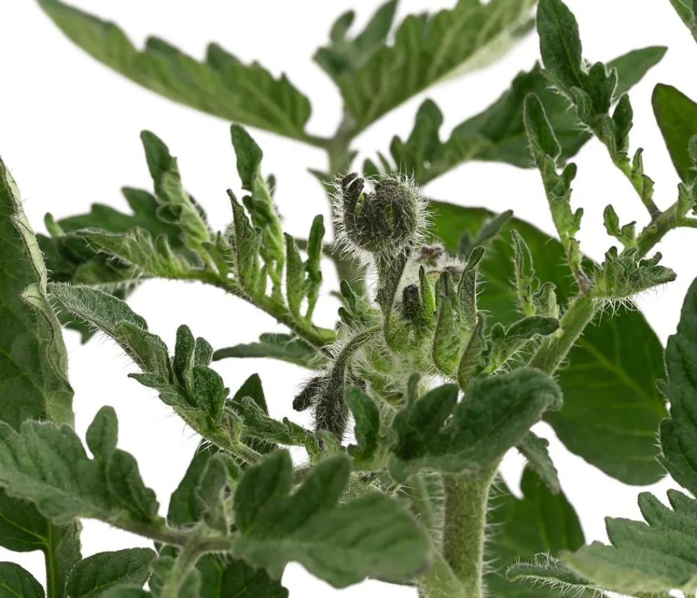 Dehner Gourmet Garten Steaktomate, veredelt Rot Hot