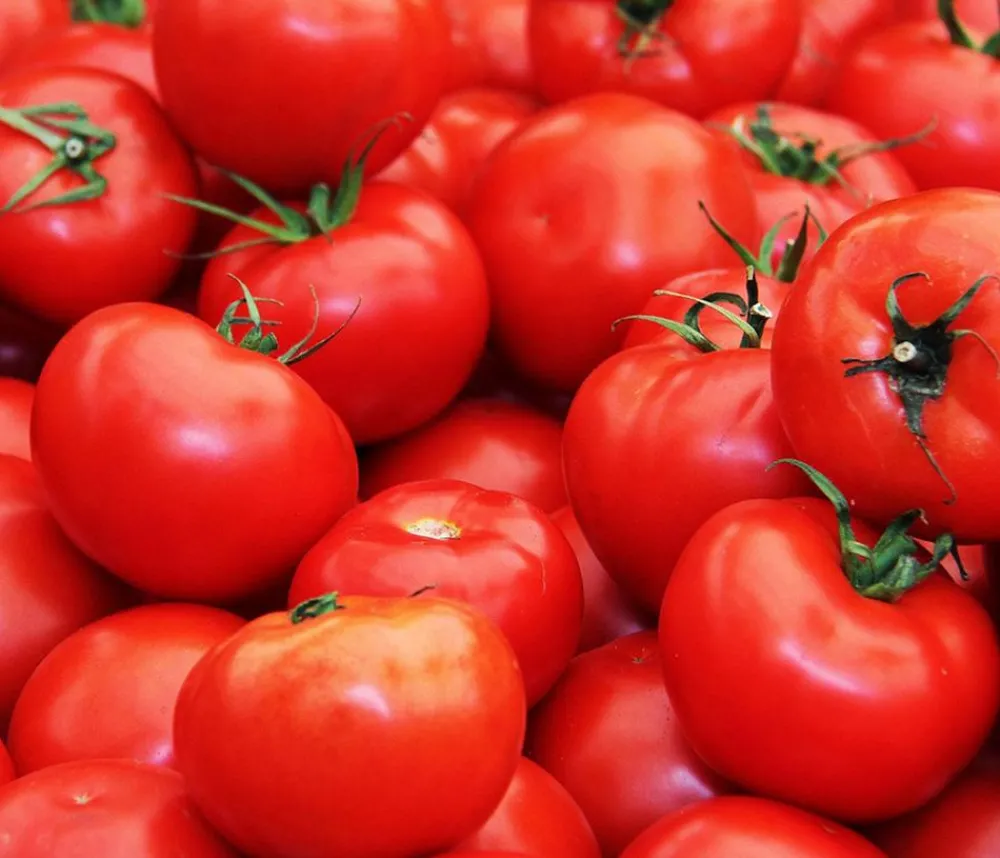 Dehner Gourmet Garten Steaktomate, veredelt Rot Hot