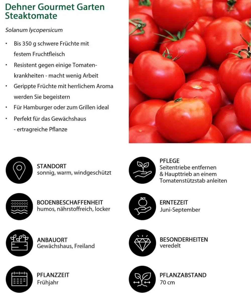 Dehner Gourmet Garten Steaktomate, veredelt Rot Hot