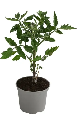 Dehner Gourmet Garten Steaktomate, veredelt Rot Hot