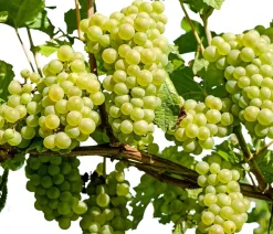 Dehner Gourmet Garten Weinreben & Gartenobst|Beerensträucher - Tafeltraube 'Palatina'