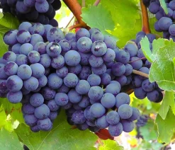 Dehner Gourmet Garten Tafeltraube 'Muscat Bleu' Blau Hot