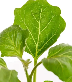 Dehner Gourmet Garten Tigeraubergine Lila Online