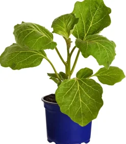 Dehner Gourmet Garten Tigeraubergine Lila Online