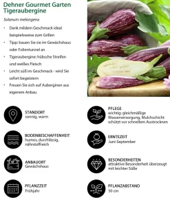 Dehner Gourmet Garten Tigeraubergine Lila Online