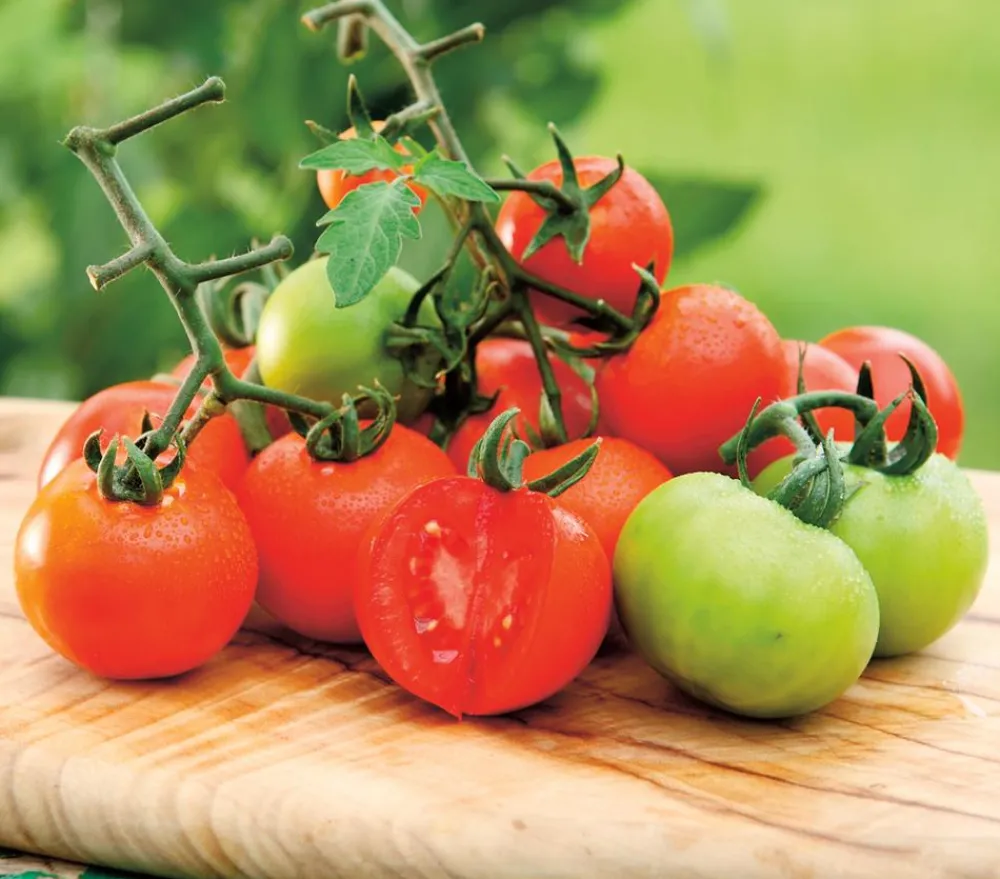 Dehner Gourmet Garten Auberginen- & Tomatenpflanzen > Tomate rund, veredelt