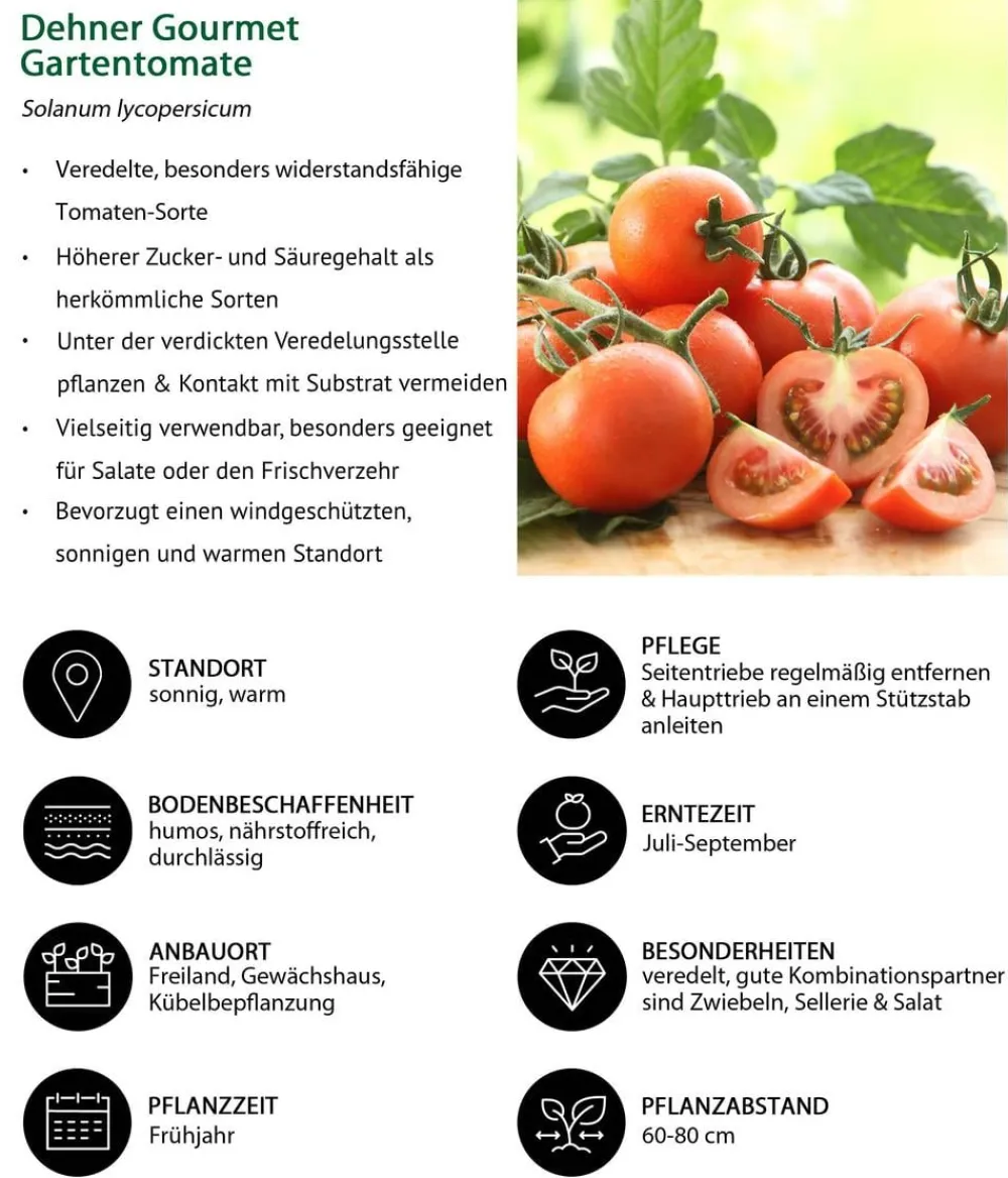 Dehner Gourmet Garten Auberginen- & Tomatenpflanzen > Tomate rund, veredelt