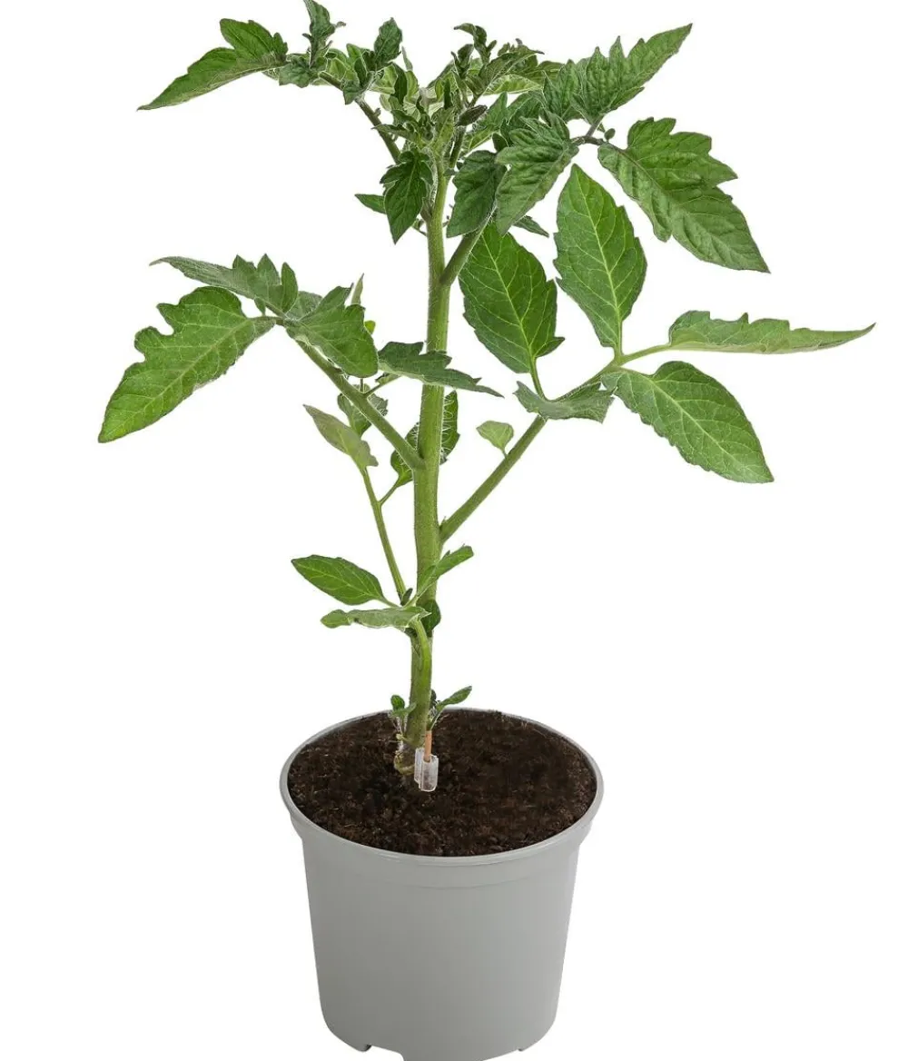 Dehner Gourmet Garten Auberginen- & Tomatenpflanzen > Tomate rund, veredelt
