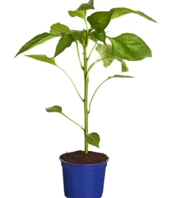 Dehner Gourmet Garten Peperoni- & Paprikapflanzen - Tomatenpaprika Rot