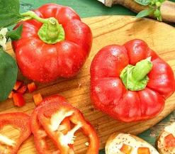 Dehner Gourmet Garten Peperoni- & Paprikapflanzen - Tomatenpaprika Rot