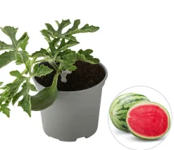 Dehner Gourmet Garten Weinreben & Gartenobst|Melonen- & Kürbispflanzen > Wassermelone, veredelt