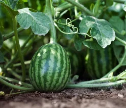 Dehner Gourmet Garten Weinreben & Gartenobst|Melonen- & Kürbispflanzen > Wassermelone, veredelt