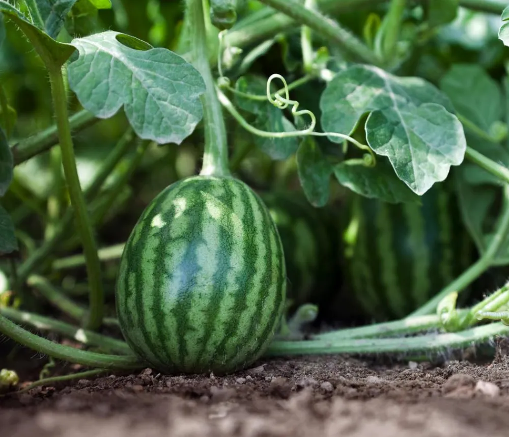 Dehner Gourmet Garten Weinreben & Gartenobst|Melonen- & Kürbispflanzen > Wassermelone, veredelt
