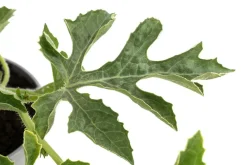 Dehner Gourmet Garten Weinreben & Gartenobst|Melonen- & Kürbispflanzen > Wassermelone, veredelt