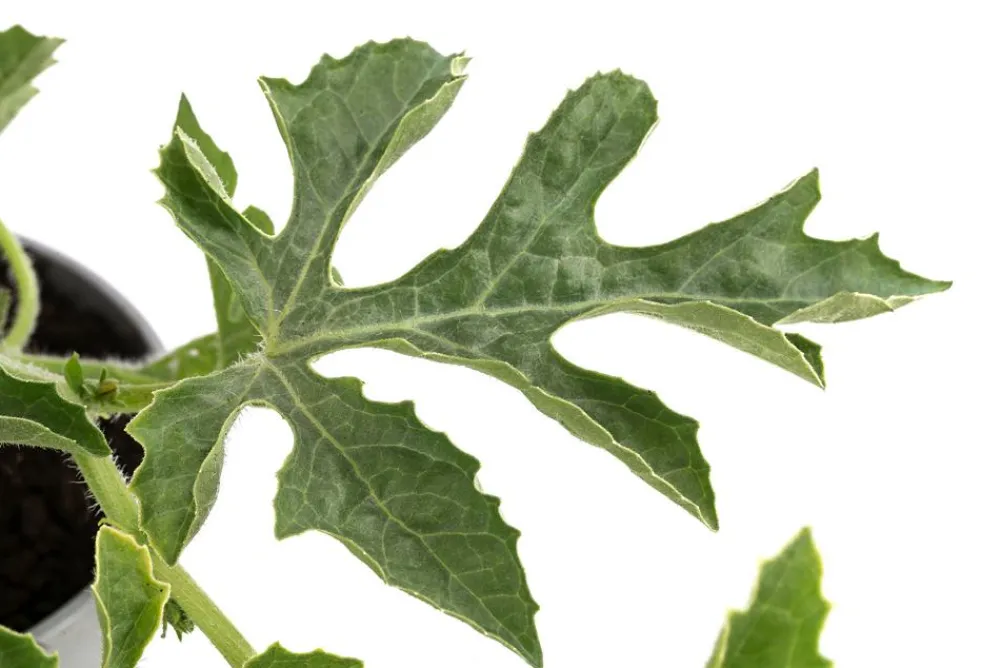 Dehner Gourmet Garten Weinreben & Gartenobst|Melonen- & Kürbispflanzen > Wassermelone, veredelt