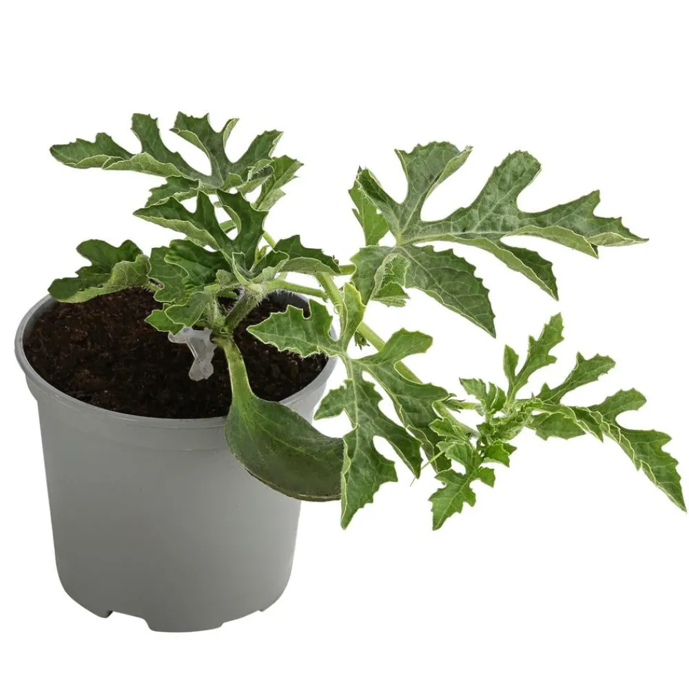 Dehner Gourmet Garten Weinreben & Gartenobst|Melonen- & Kürbispflanzen > Wassermelone, veredelt