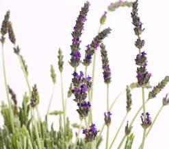 Dehner Gourmet Garten Zahn Lavendel Hot