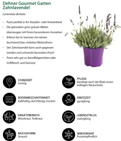 Dehner Gourmet Garten Zahn Lavendel Hot
