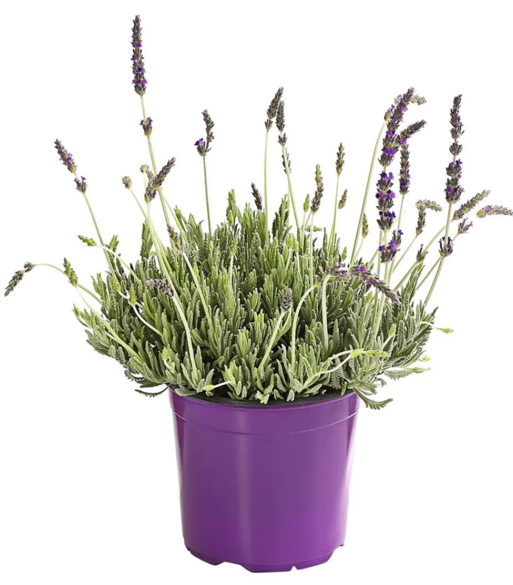 Dehner Gourmet Garten Zahn Lavendel Hot